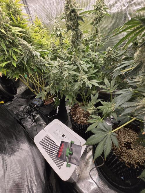 Peyote cookies. Week 15
