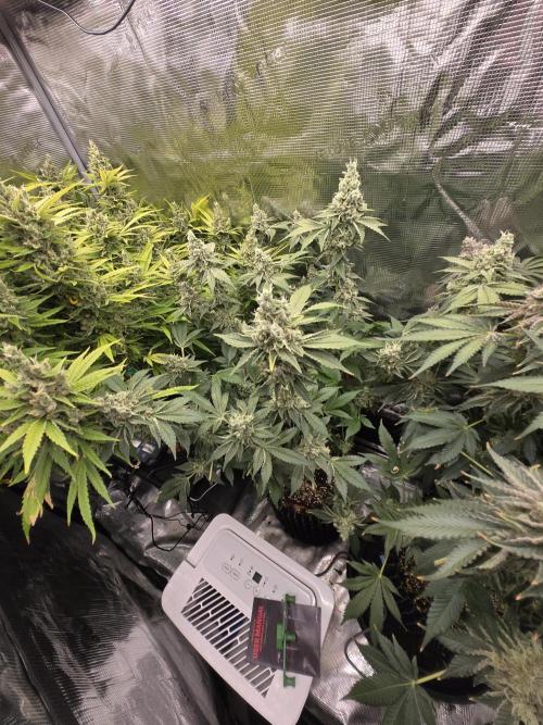 Peyote cookies. Week 15
