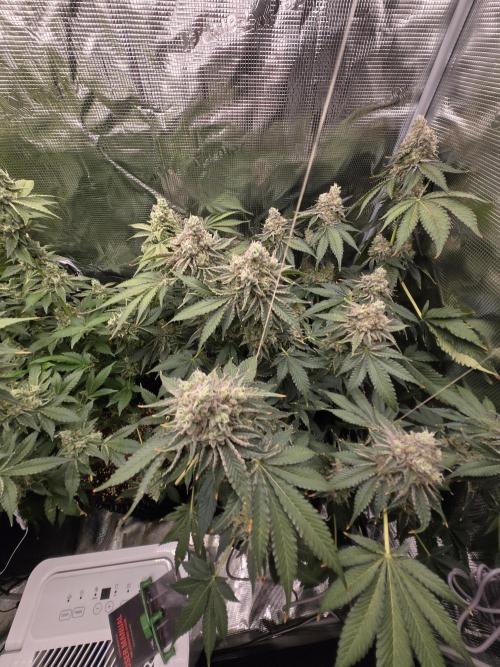 Peyote Cookies. Week 15