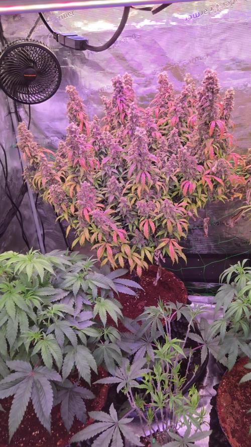Afghan skunk