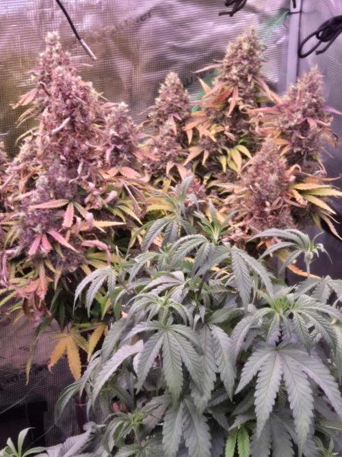 Afghan skunk. Week 14