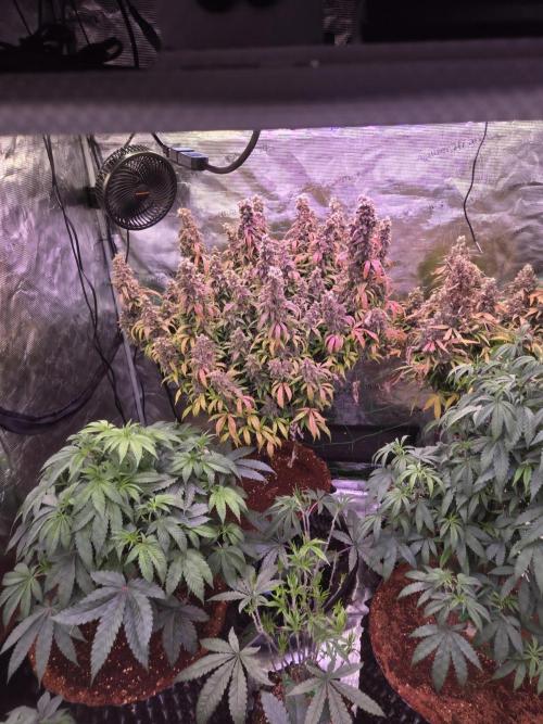 Afghan skunk. Week 14