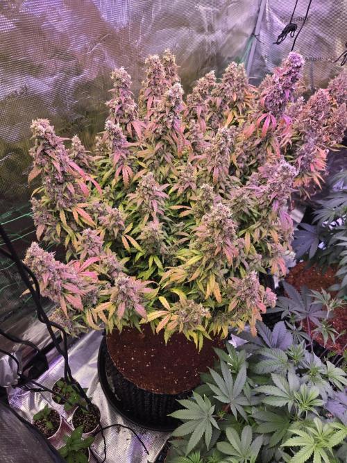 Afghan skunk. Week 14
