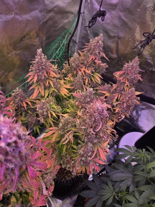 Afghan skunk. Week 14