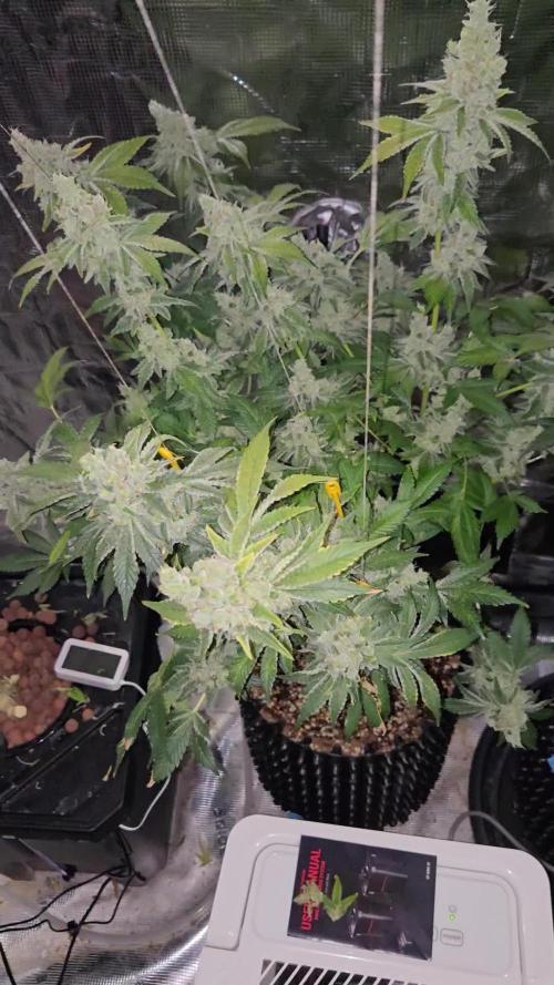 Peyote cookies