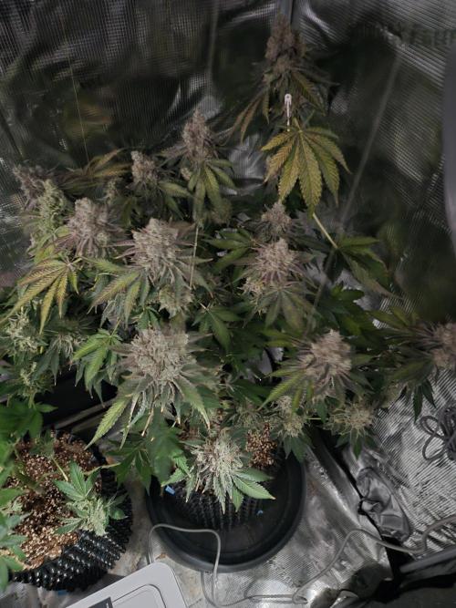 Peyote cookies. Week 16