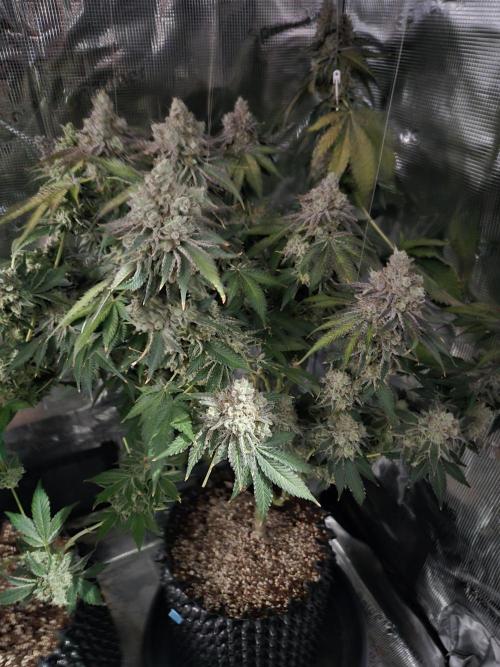 Peyote cookies. Week 16