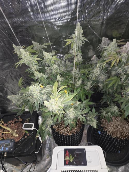 Peyote cookies. Week 16