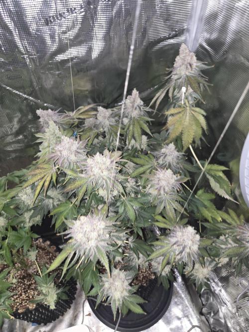 Peyote cookies. Week 16