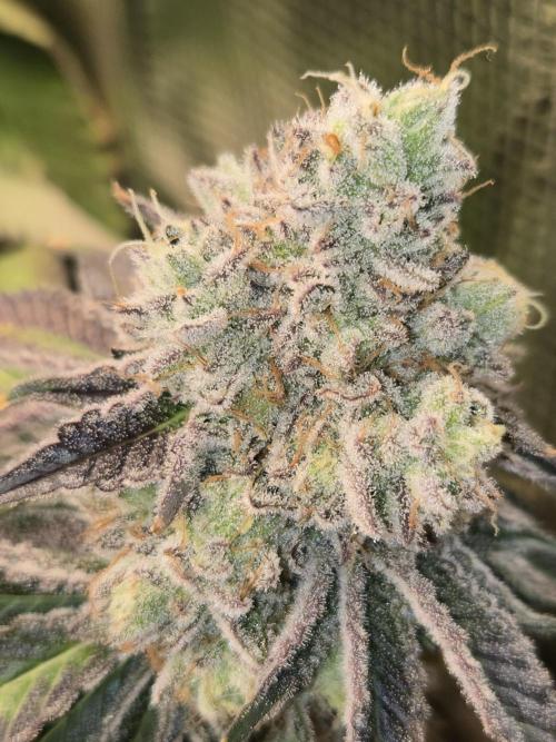 Peyote cookies. Week 16