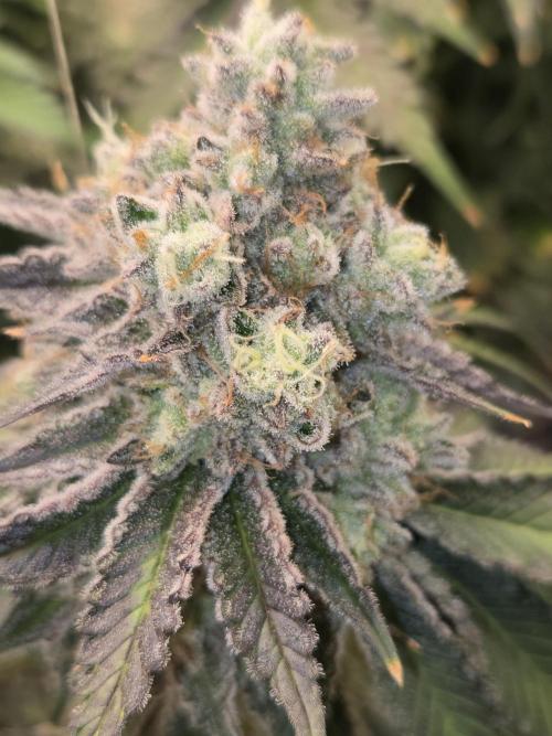 Peyote cookies. Week 16