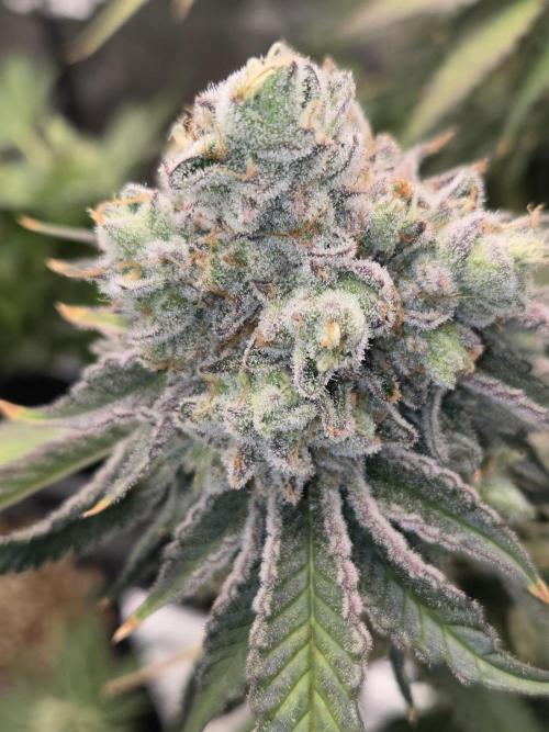 Peyote cookies. Week 16