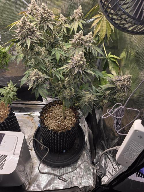 Peyote cookies. Week 16