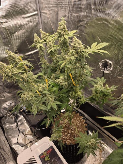Peyote cookies. Week 16