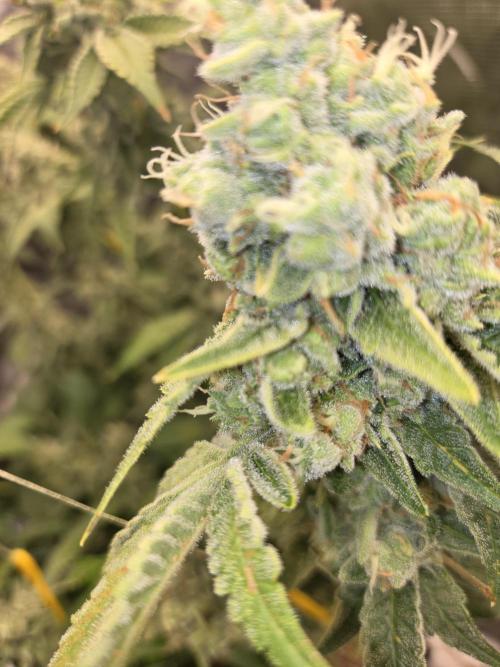 Peyote cookies. Week 16