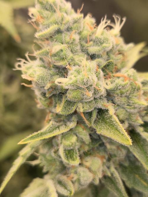 Peyote cookies. Week 16