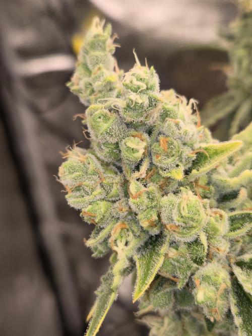 Peyote cookies. Week 16