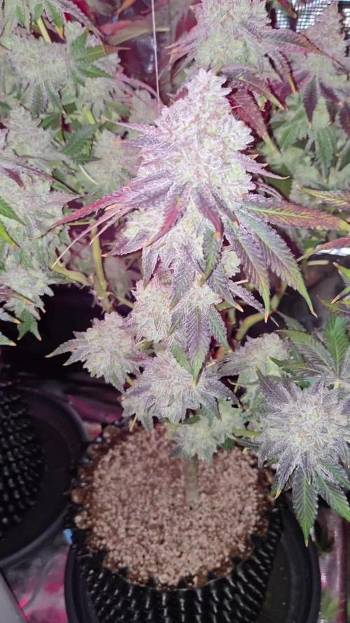 Peyote cookies