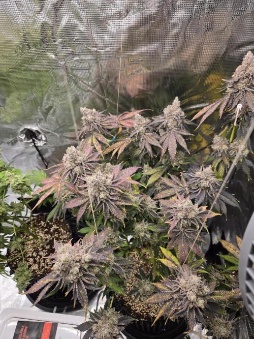 Peyote cookies. Week 17
