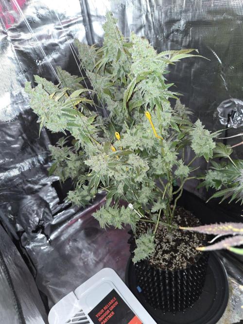Peyote cookies. Week 17