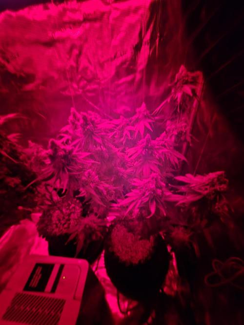 Peyote cookies. Week 17