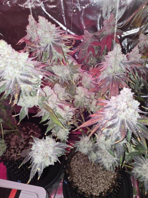 Peyote cookies. Week 17
