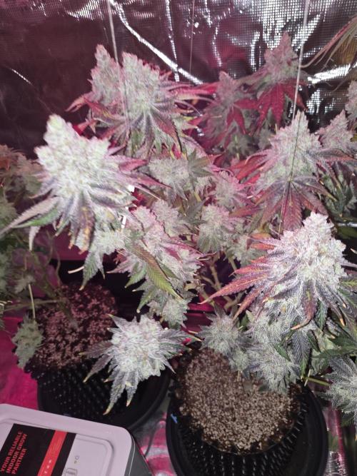 Peyote cookies. Week 17