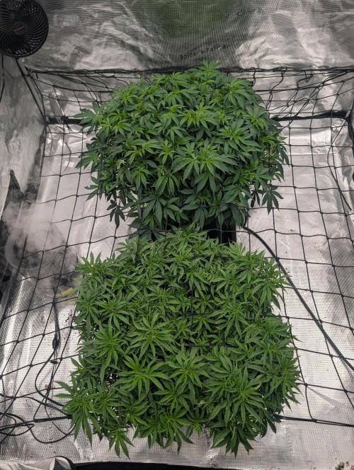 5x5 photoperiod grow. Week 9