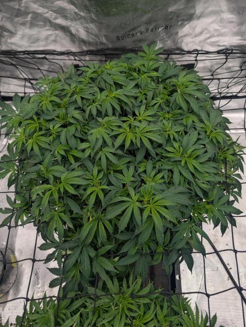 5x5 photoperiod grow. Week 9