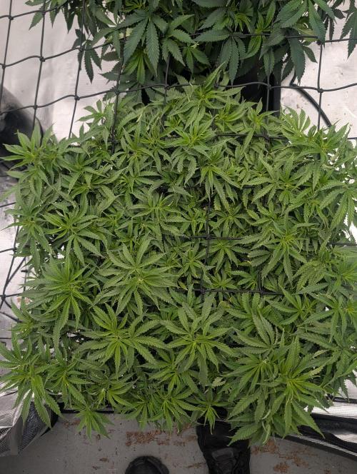 5x5 photoperiod grow. Week 9
