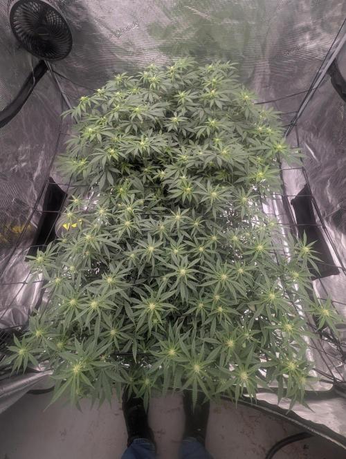 5x5 photoperiod grow. Week 10