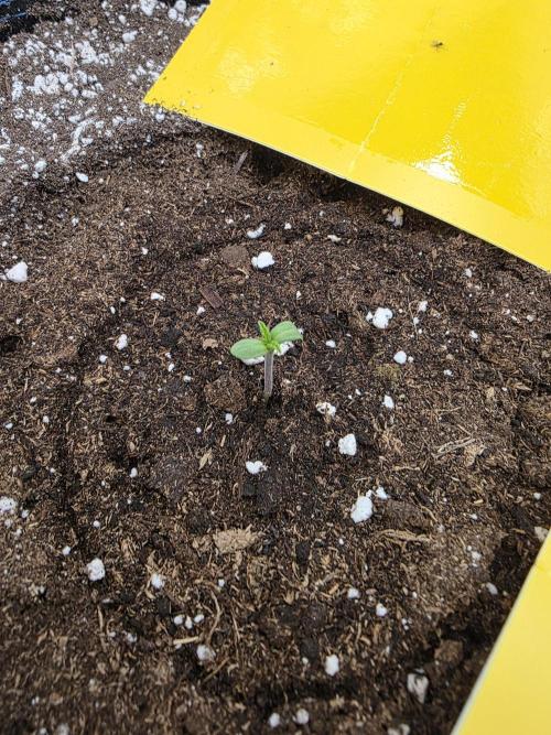 Coast Fruits #01. Week 0 - Die Lady ist am 13.4. nach 4 Tagen direkt in der Erde gekeimt. 