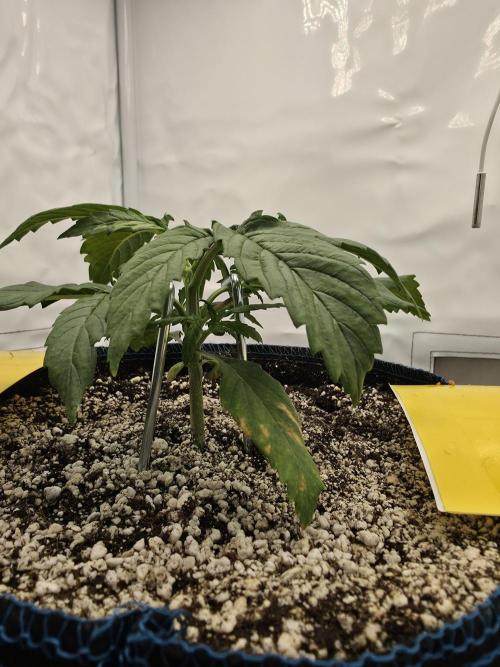 Coast Fruits #01. Week 3