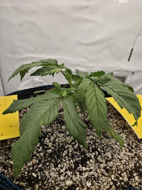 Coast Fruits #01. Week 3