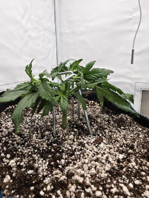 Coast Fruits #01. Week 3