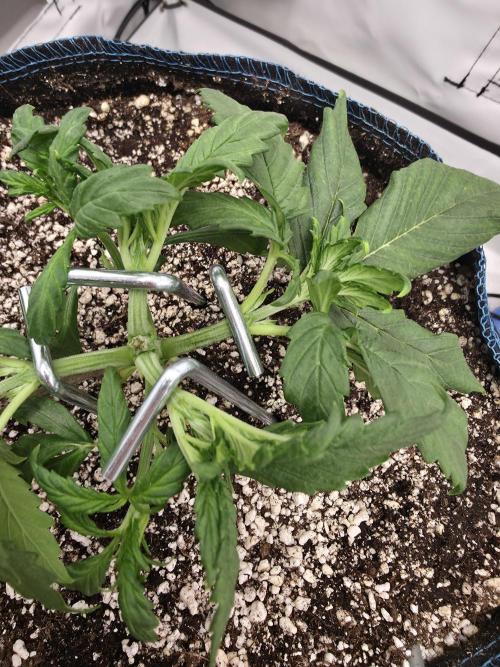 Coast Fruits #01. Week 3 - bisschen lst 