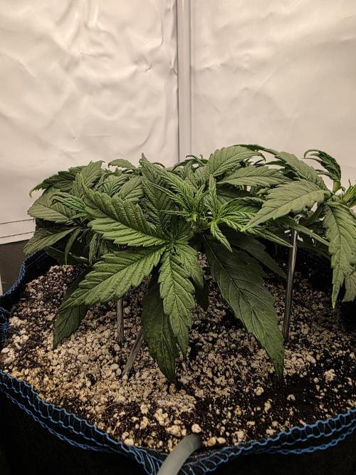 Coast Fruits #01. Week 4