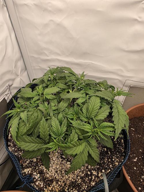 Coast Fruits #01. Week 4