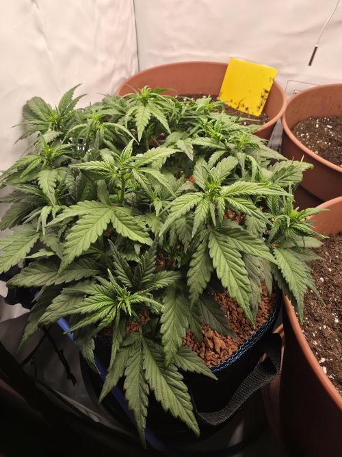 Coast Fruits #01. Week 5