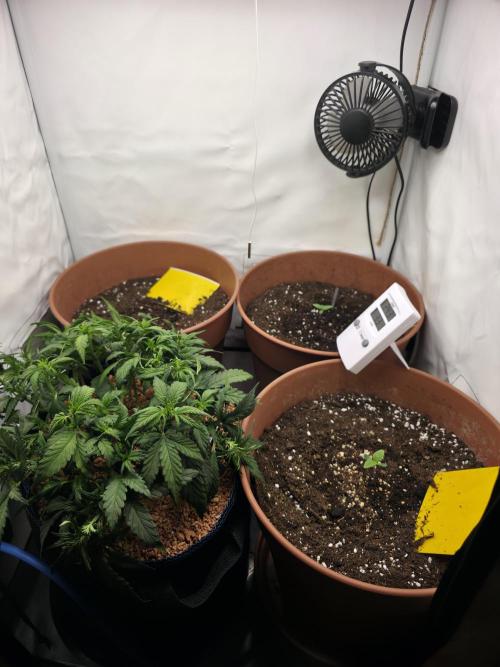 Coast Fruits #01. Week 5