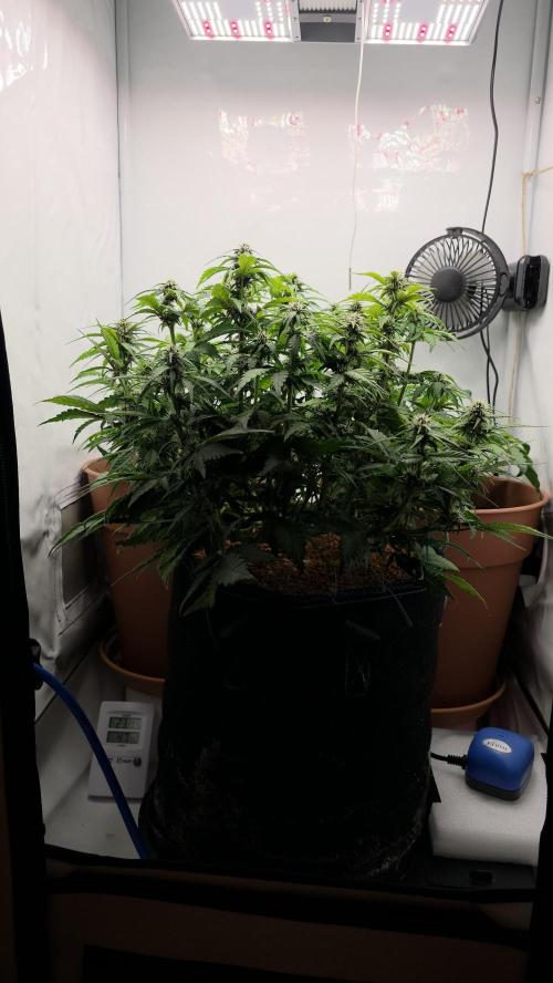 Coast Fruits #01. Week 7