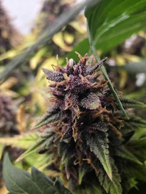 Coast Fruits #01. Week 10