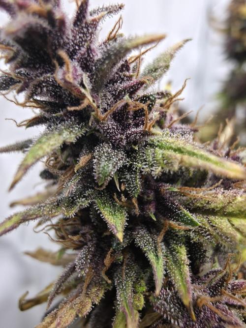 Coast Fruits #01. Week 10