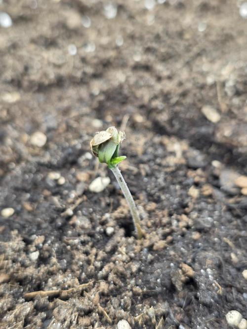Kieler Woche Grow. Week 0