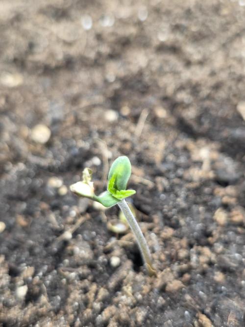 Kieler Woche Grow. Week 0