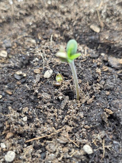 Kieler Woche Grow. Week 0