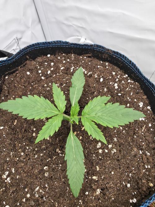 Kieler Woche Grow. Week 2