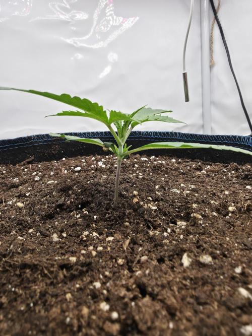 Kieler Woche Grow. Week 2