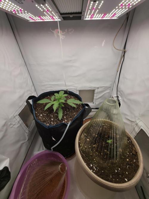 Kieler Woche Grow. Week 2
