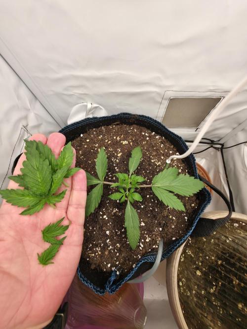 Kieler Woche Grow. Week 2